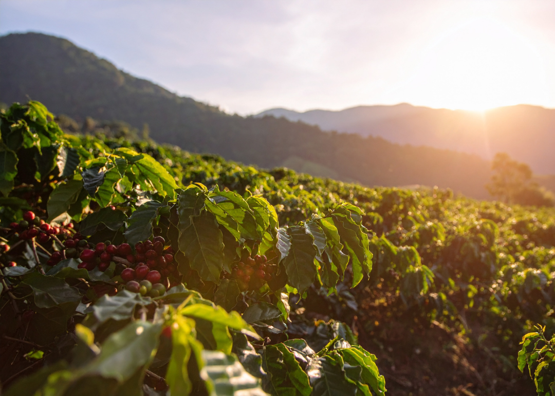 Successional Agroforestry. What in the world is that?
